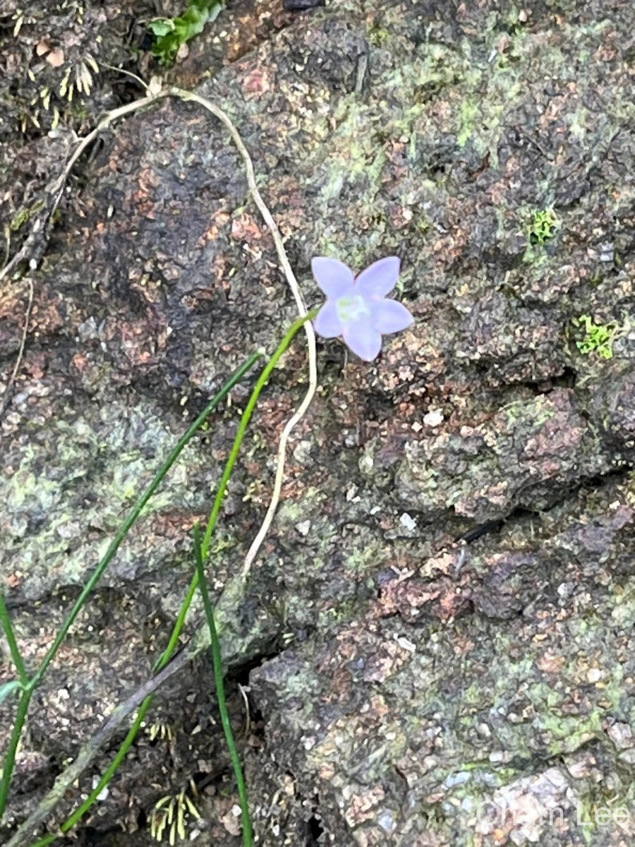 Wahlenbergia marginata (Thunb.) A.DC.
